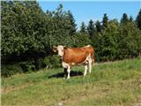 Veliki Boč (Zgornji Kovač) - Žavcarjev vrh