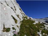 Gozdec - Vrh Laške Planje