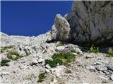 Gozdec - Vrh Laške Planje