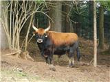 Sveta Katarina (Zgornja Kapla) - Sveti Pankracij (Radelca)