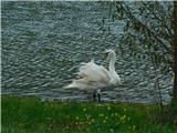 Gorica pri Slivnici - Slivnica lake