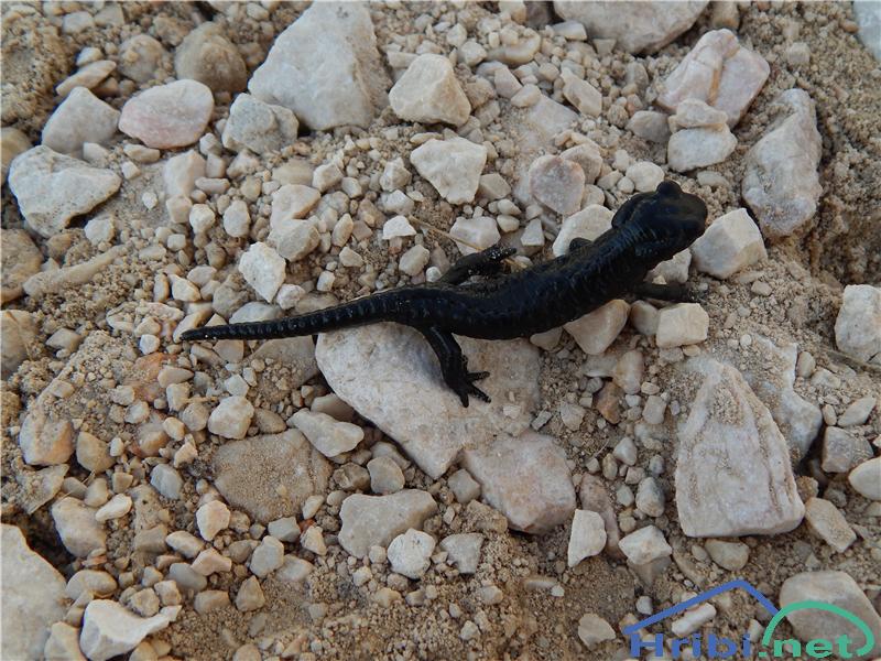 Planinski močerad (Salamandra atra) - Picture Planinski močerad