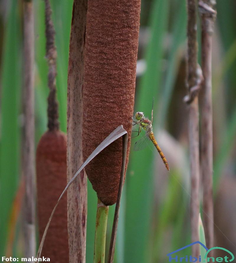 Širokolistni rogoz (Typha latifolia)