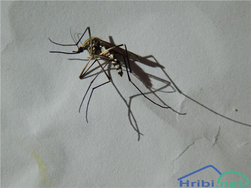 Tigrasti komar (Aedes albopictus) - Picture Tigrasti komar (Aedes albopictus)