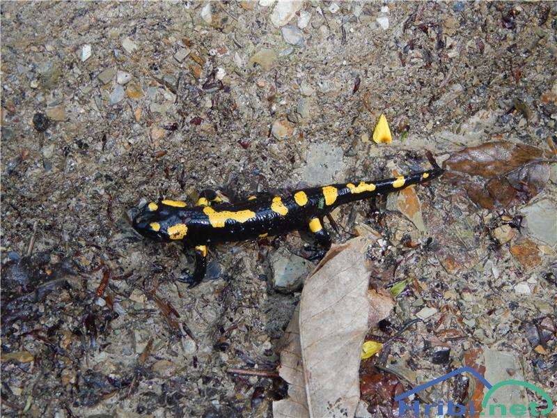 Navadni močerad (Salamandra salamandra) - Picture 