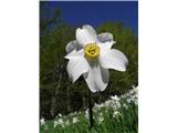 Narcissus poeticus radiiflorus