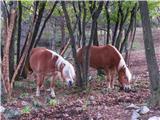 konji pri kmečkem turizmu Hermada nasproti adrenalinskega parka