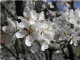 Divja češnja (Prunus avium)