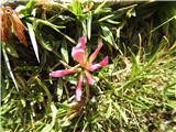 Alpska detelja -trifolium alpinum.