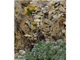 Ledeniški pelin (Artemisia glacialis), NP Gran Paradiso, Italija.