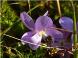 Srhkodlakava vijolica (Viola hirta)