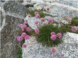 Sentiero dei fiori in cima Payer v granitni puščavi