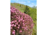 Spring heath (Erica carnea)