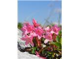Dlakavi sleč (Rhododendron hirsutum)
