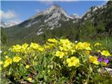 Planinski popon ali planinsko sončece (Helianthemum alpestre)