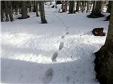  - Osamljene luknje v snegu