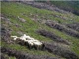 ovčke na sedlu oz Dolgi njivi