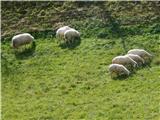 Ovce v vasi Podgrad