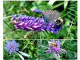 Še čebele in metulji se veselijo cvetov.