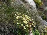 Mahovnati kamnokreč (Saxifraga bryoides)