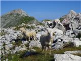 tri izgubljene ovce na poti čez Batognico (ostala čreda se je hladila pod Malimi Peski)