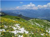 vzpon po cvetočih preprogah na Matajurski vrh