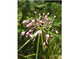 Lepi luk (Allium carinatum pulchellum)