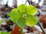 Helleborus odorus