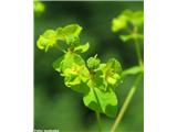 Nazobčanolistni mleček (Euphorbia stricta)
