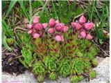 Gorski netresk (Sempervivum montanum)