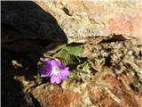 Skoraj na 2700m se v skalni špranji zagledol ta jeglič, ki sigurno ne raste pri nas. Po gotovitvi poznavalke je kuštravi jeglič-Primula villosa-raste tudi pri nas.Jaz ga v Sloveniji še nisem našel.