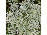 Gorski dežen (Heracleum sphondylium subsp. montanum)