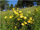 Yellow oxeye daisy (Buphthalmum salicifolium)