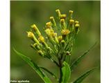 Cevastocvetni grint (Senecio cacaliaster)