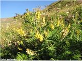 Kimastocvetni ali visečecvetni grahovec (Astragalus penduliflorus)