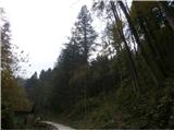 ...duglazija velikanka v polnem sijaju 50 in še nekaj metrov, eno najvišjih slovenskih dreves...