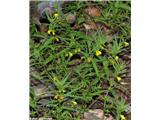 Gozdni črnilec (Melampyrum sylvaticum)