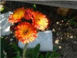 Orange hawkweed (Hieracium aurantiacum)