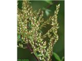 Navadni pelin (Artemisia vulgaris)
