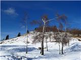 za belimi brezami pobeljeno pobočje Trinškega vrha od muzeja na prostem na Kolovratu 