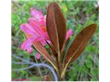 Rjasti sleč (Rhododendron ferrugineum)
