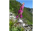 Alpska medenica (Hedysarum hedysaroides)