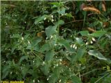 Pasje zelišče (Solanum nigrum)