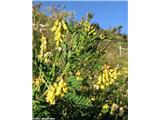 Kimastocvetni grahovec (Astragalus penduliflorus), Stelvio, Italija.