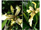 smrdljiva perunika (iris foetidissima)