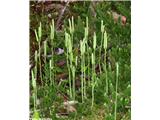 Kijasti lisičjak (Lycopodium clavatum)