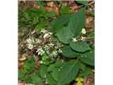 Srhkostebelna robida (Rubus hirtus)