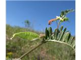 Hibridna grašica (Vicia hybrida)