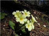 Navadni jeglič ali trobentica (Primula vulgaris)
