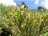 Borovnica (Vaccinium myrtillus)